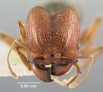 Media type: image;   Entomology 23173 Aspect: head frontal view